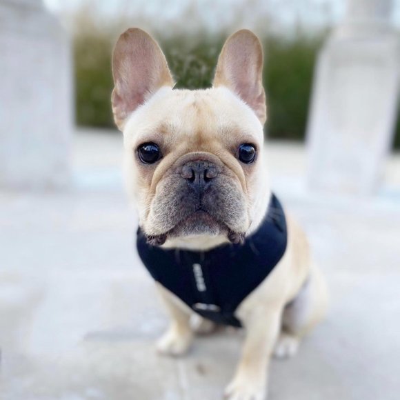 PETsRUS Premium No Pull Dog Harness 2 Leash Clips Ivory Charc Leather - Picture 8 of 12